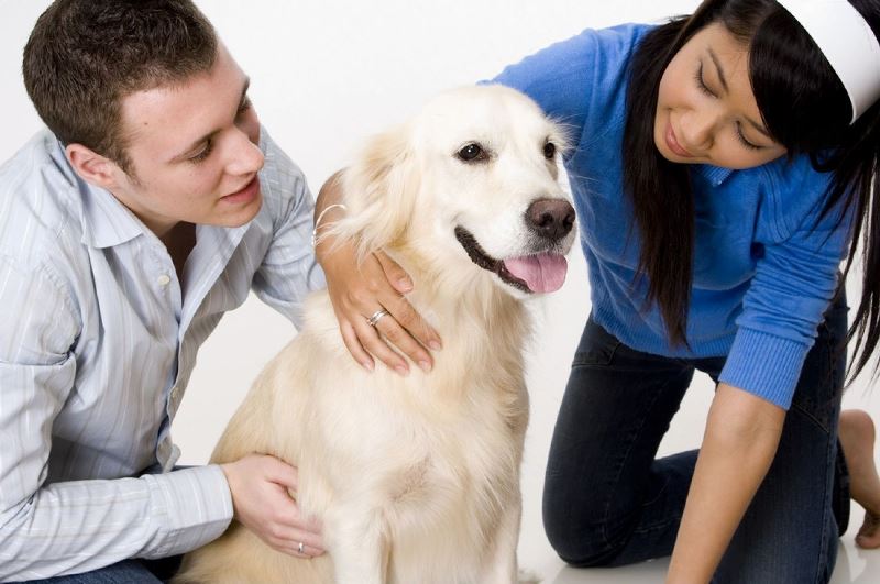 Pet Insurance for Older Dogs