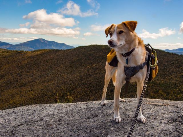 Wilderdog: The ultimate Gear for Your Four-Legged Friend.