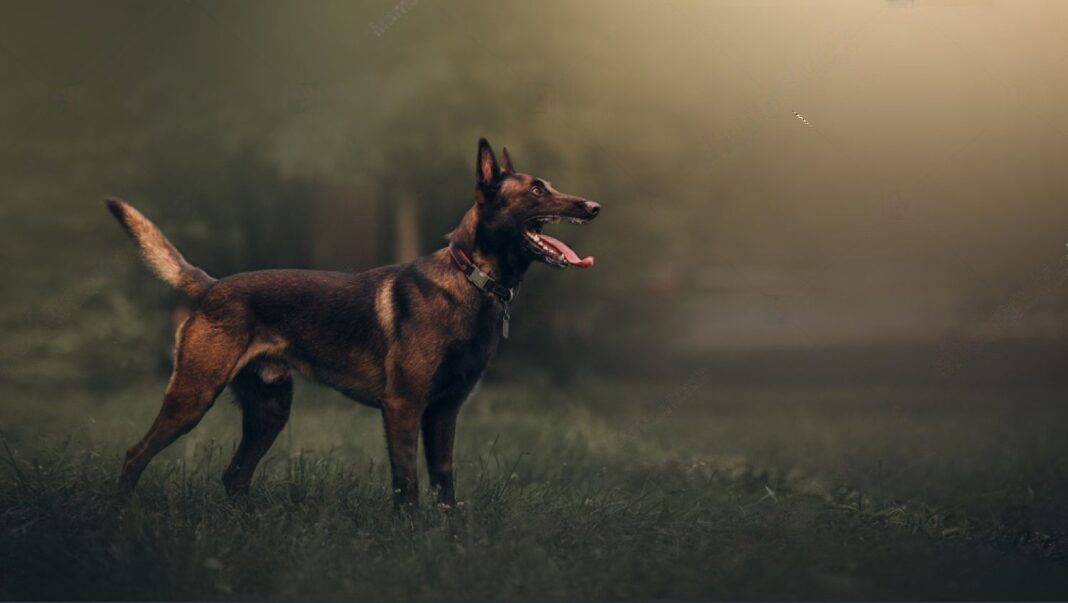 Portachiavi E Guinzaglio Da Parete Belgian Malinois – 22,9 Cm – Fatto A Mano In USA, Acciaio Nero Opaco