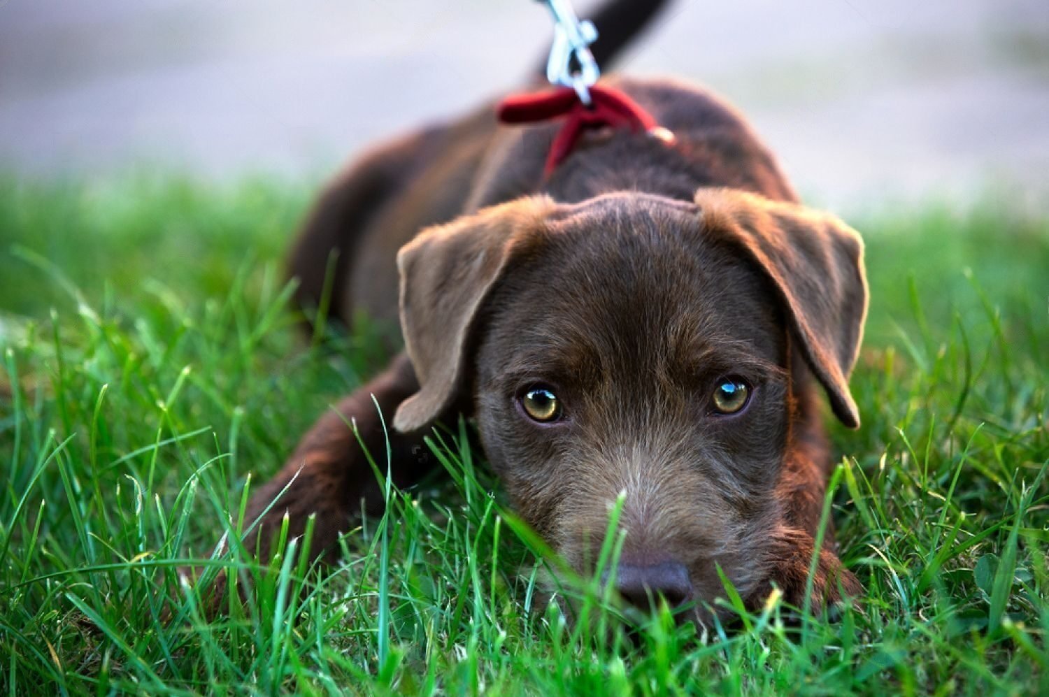 are patterdale terriers dangerous