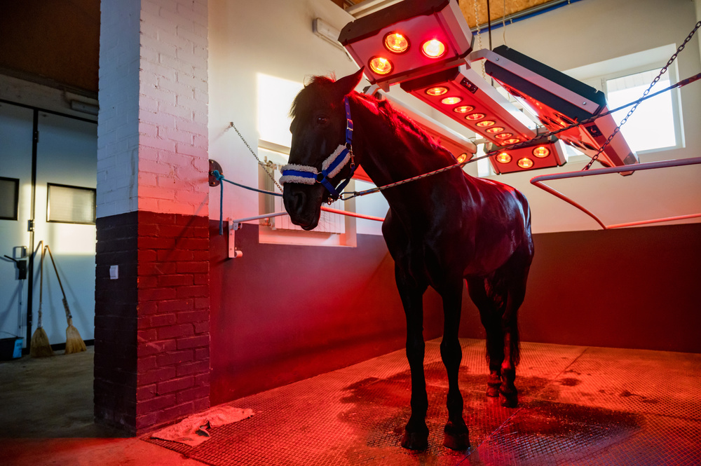 View of horse under light therapy in solarium