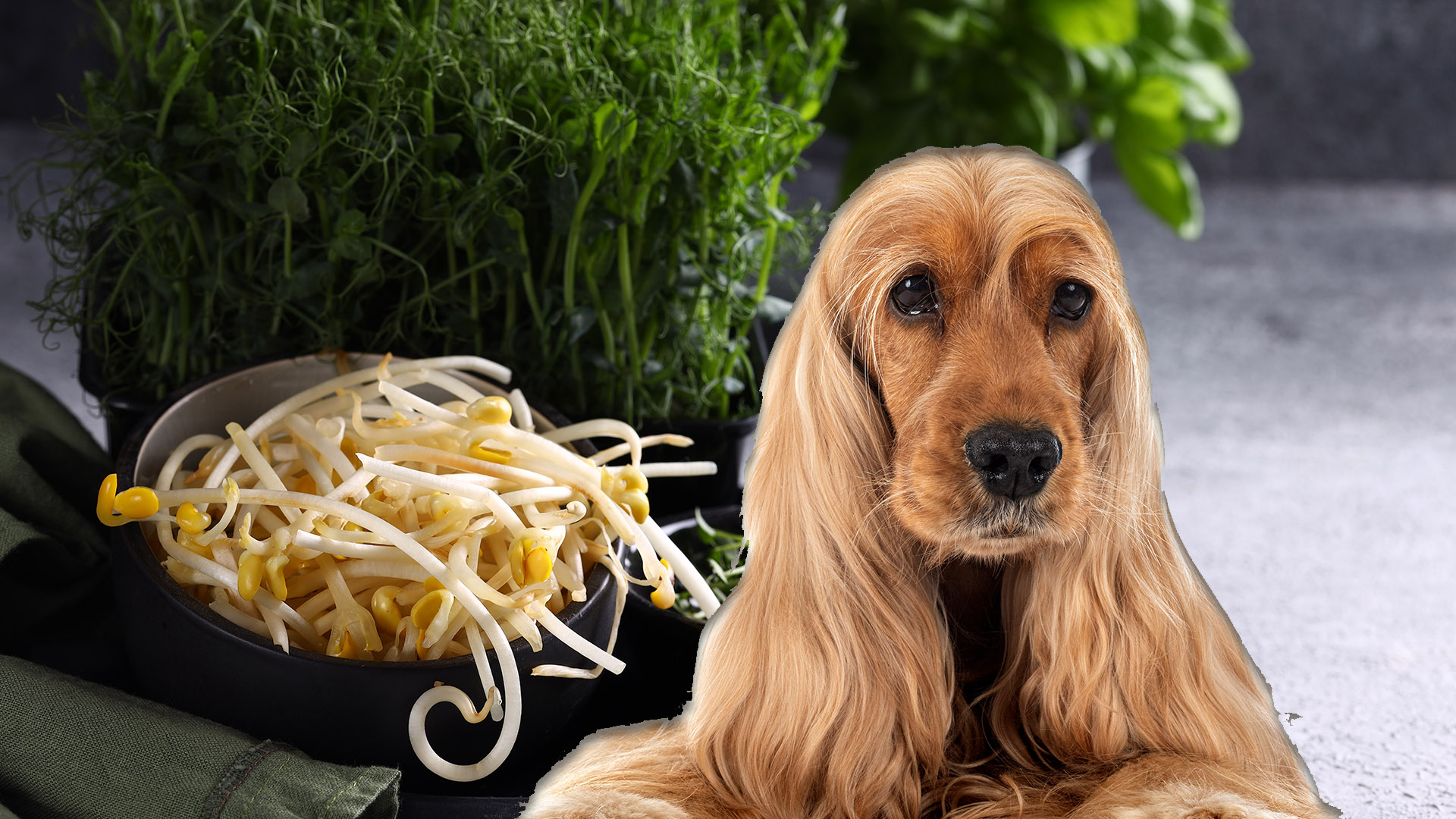 Can Dogs Eat Bean Sprouts