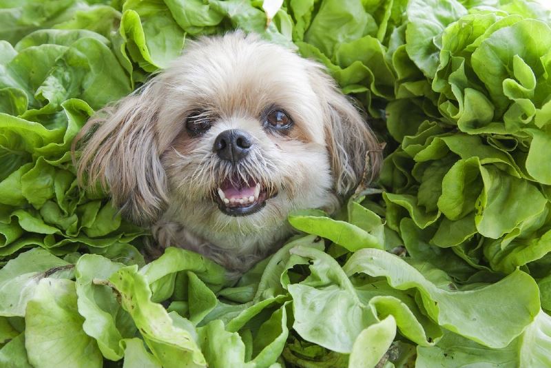 Can Dogs Eat Cabbage