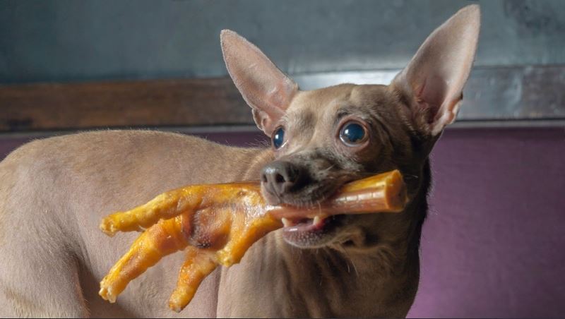 Can Dogs Eat Chicken Feet