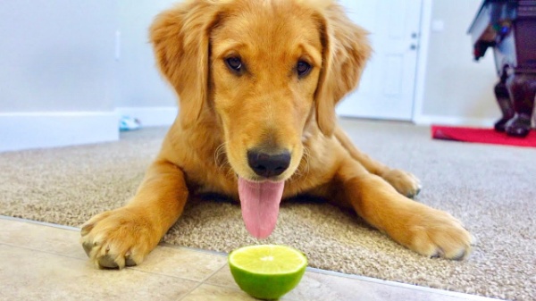 Can Dogs Eat Limes