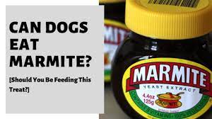 Can Dogs Eat Marmite