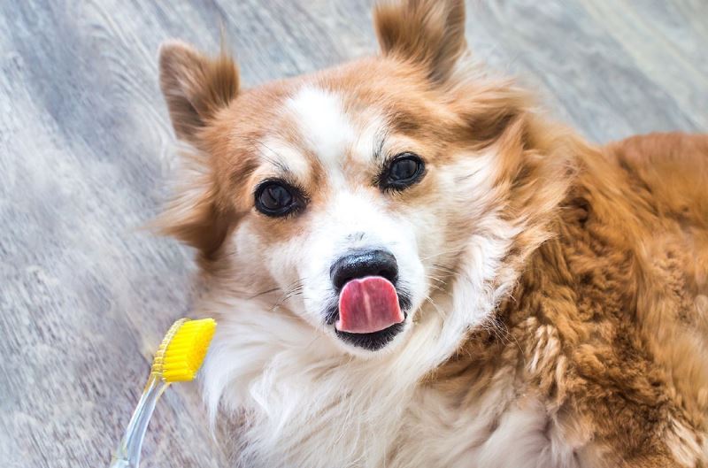 can dogs take toothpaste