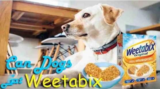 Can Dogs Eat Weetabix What You Need to Know