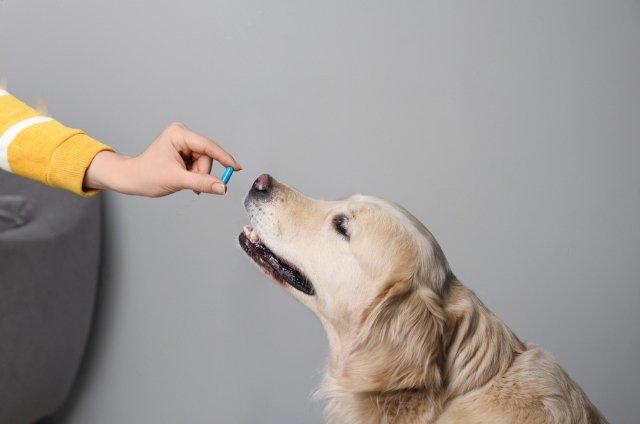 how long should a dog take antibiotics