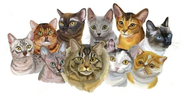 The Top 10 Cat Breeds - Petsmartgo