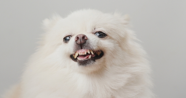 Do Pomeranians Have Bad Teeth