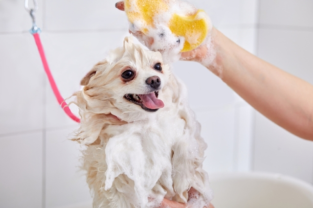 Do Pomeranians Like Baths