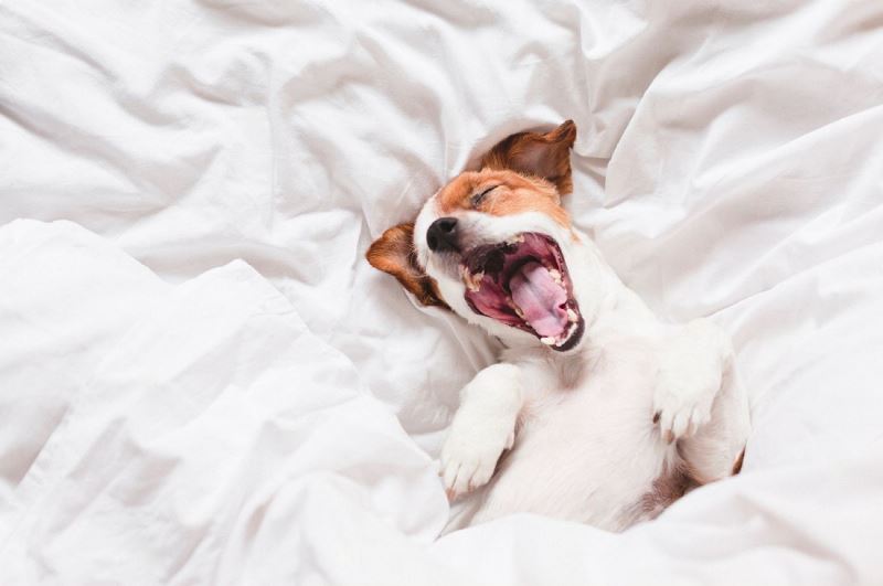 Dog Makes Grunting Noises When Sleeping