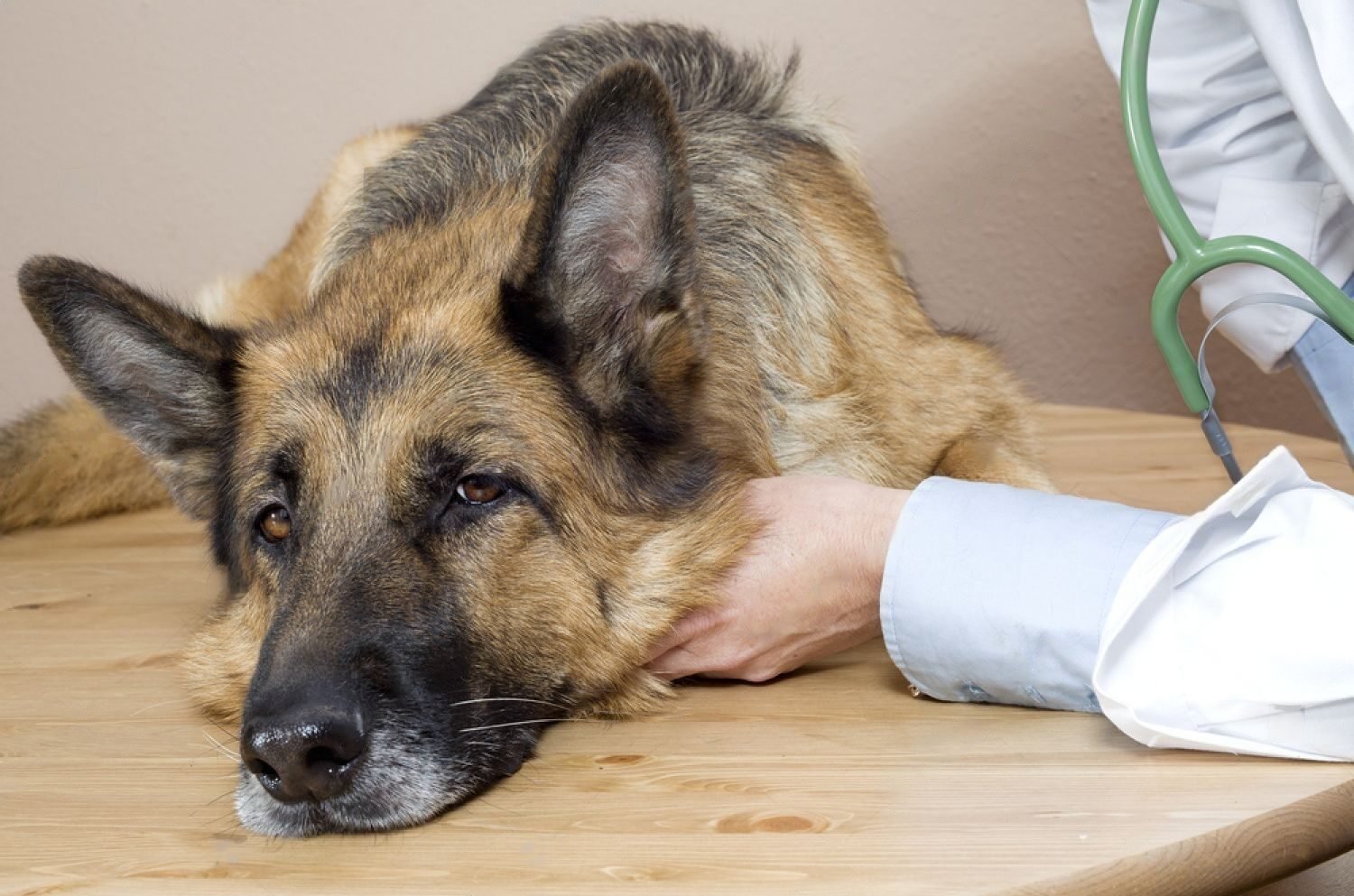 can-dogs-get-dementia-symptoms-causes-and-treatment-petsmartgo