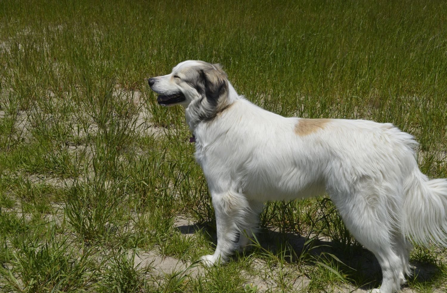 Great Pyrenees Shed e1665671789882
