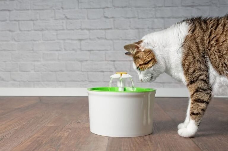 how-to-get-a-cat-to-drink-water-petsmartgo