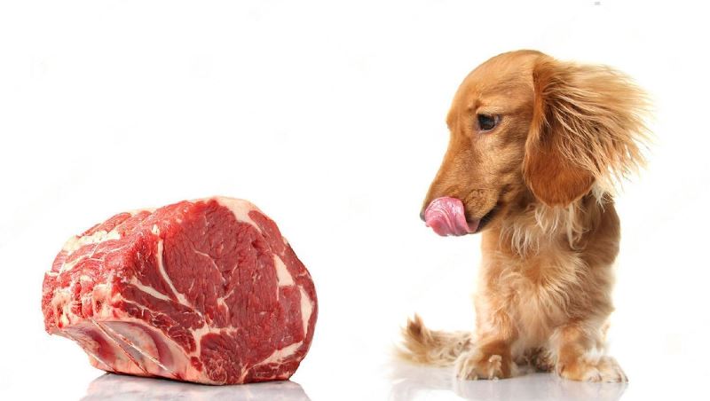 How to Prevent Your Dog from Eating Your Roast Beef