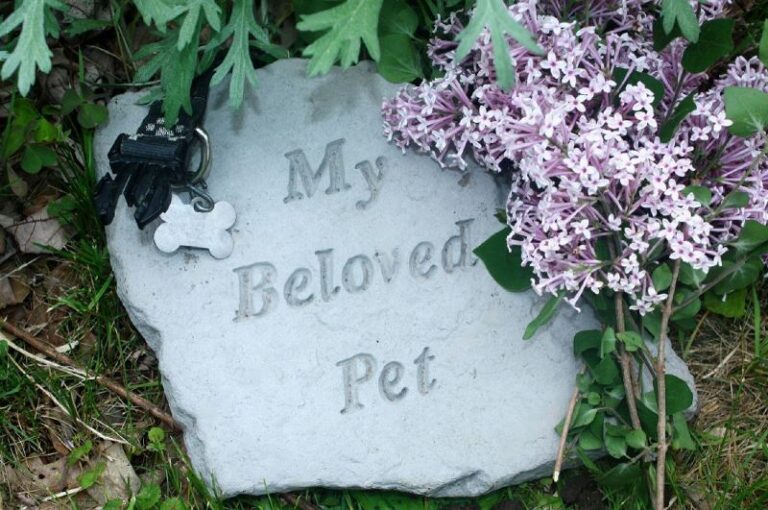 I Miss My Dead Dog A Healing Guide for Grieving Dog Owners Petsmartgo