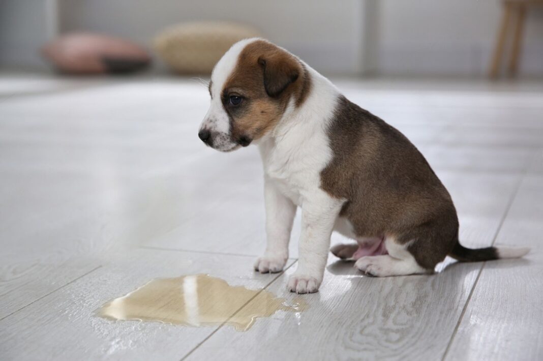 Potty Training Puppy: The Right Time, Place, and Routine - Petsmart
