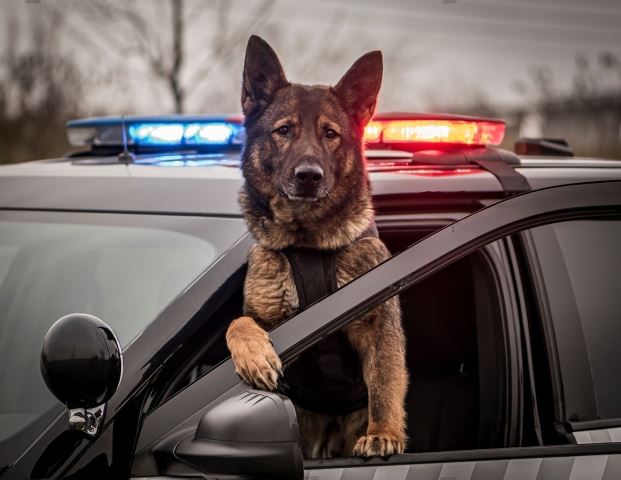 Why Are Police Dogs Called K9