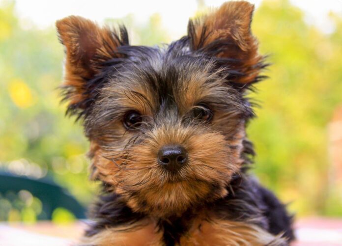 How Long Do Yorkies Live? A Look at Life Expectancy by Gender and More