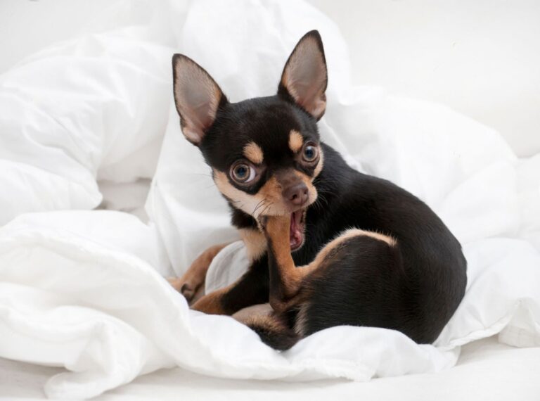 Dogs Chewing Paws and Nails Why They Do It and How to Stop It Petsmartgo