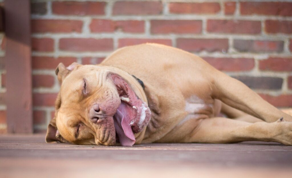 The Best Dog Food for Pitbulls How to Choose the Right Formula for
