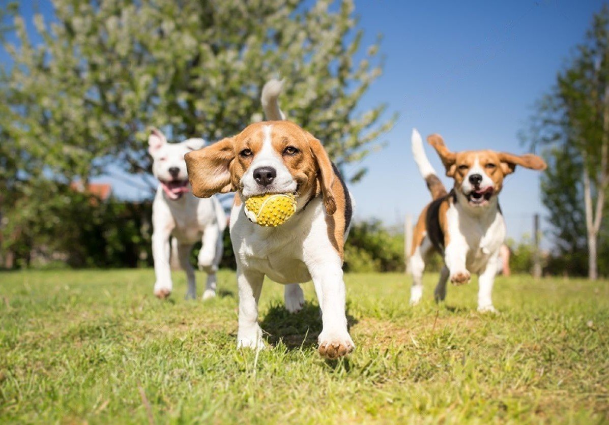 How Many Dogs Are Allowed In A Household In Ontario