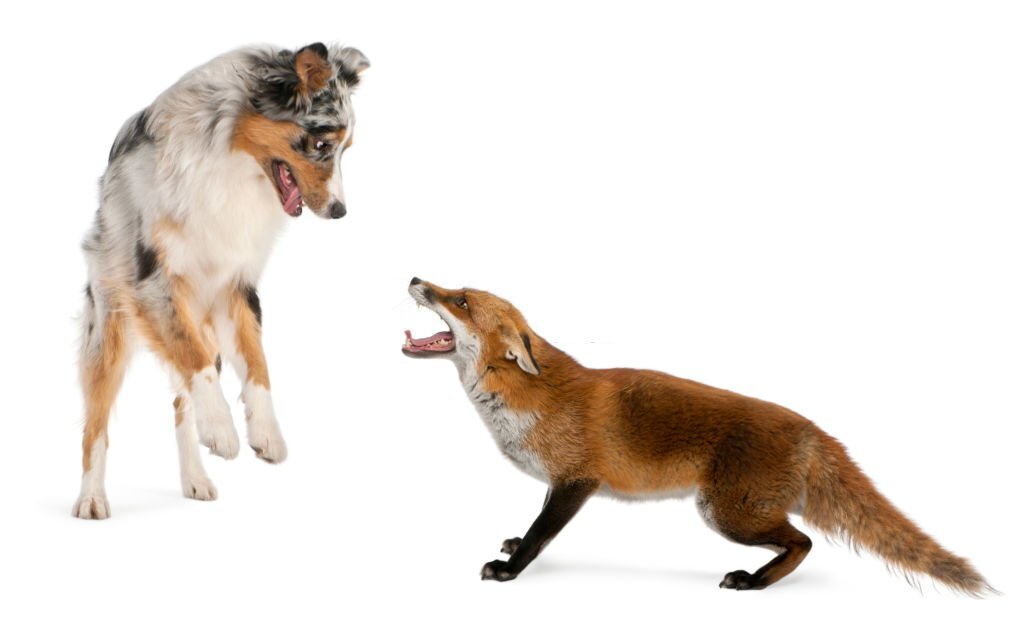 Can Dogs and Foxes Breed