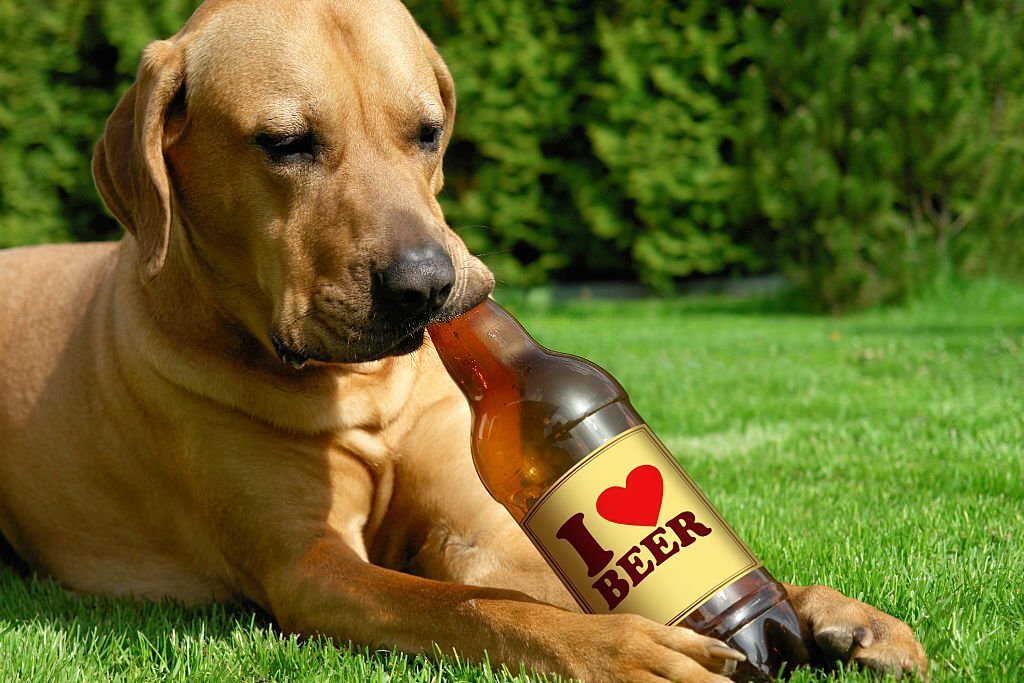 why do dogs love beer