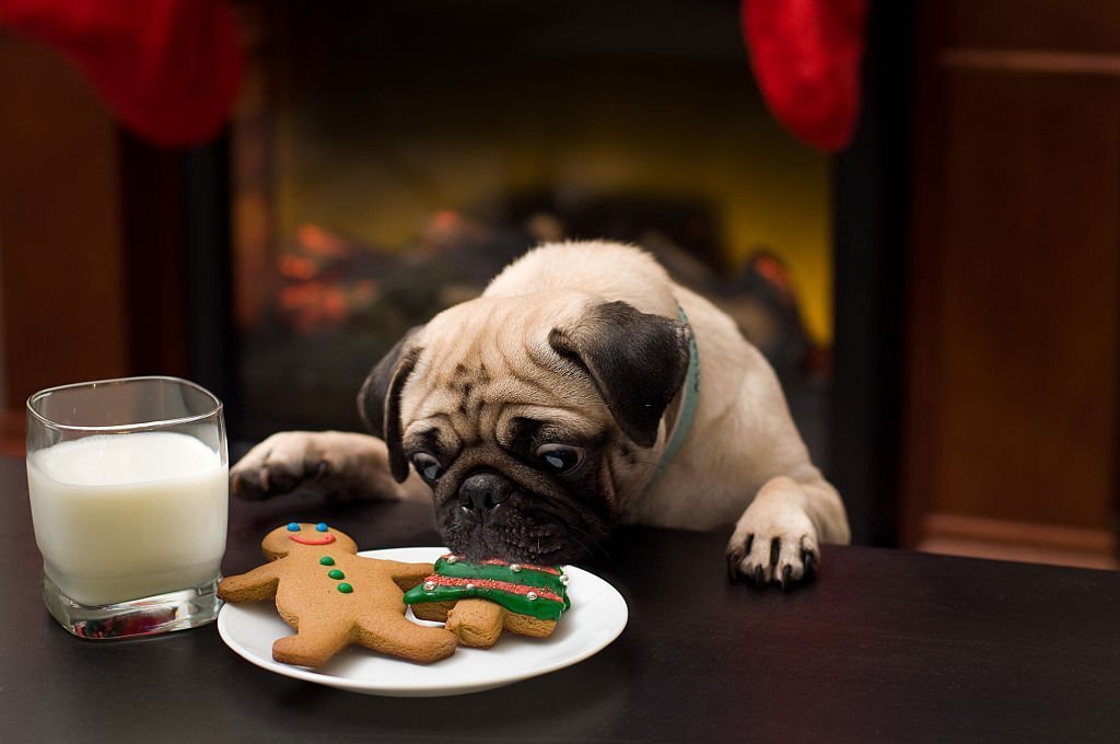 can dogs eat gingerbread man