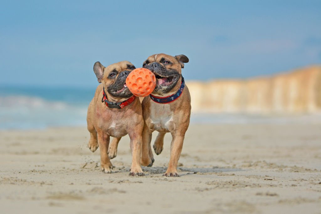 Why Dogs Love to Play Fetch (And You Should, Too!)