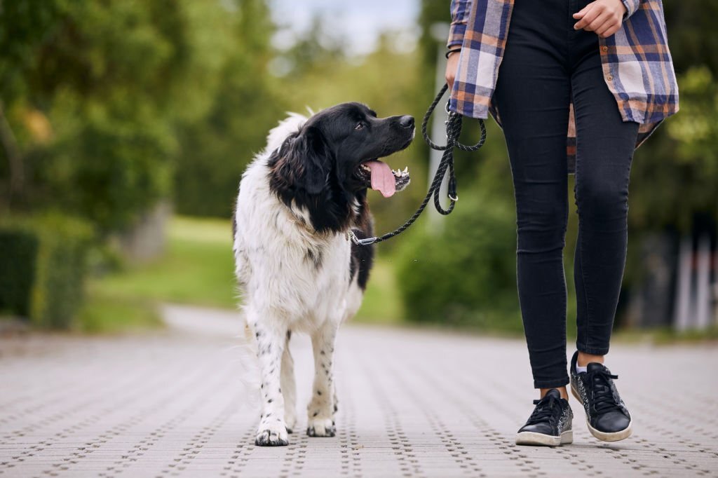 how long should you wait to walk dog after eating