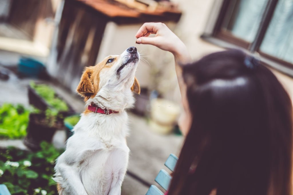 Why Do Dogs Play After Eating