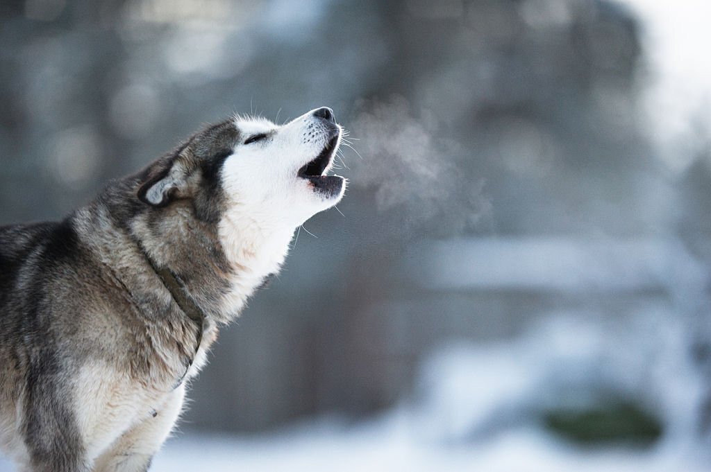 Real Reasons Why Huskies Are so Vocal