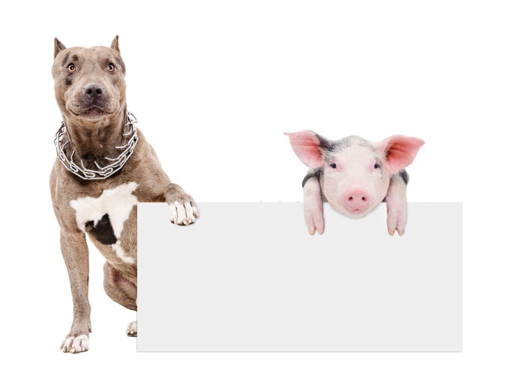 Reasons why pigs are smarter than dogs