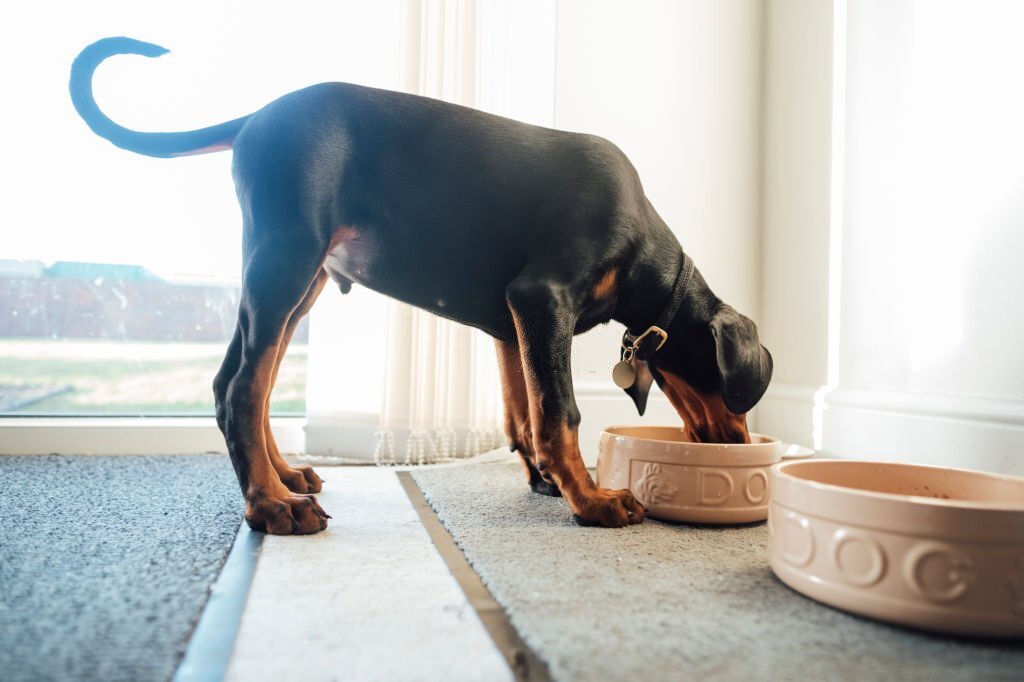 What Makes A Dog Stop Eating And Drinking