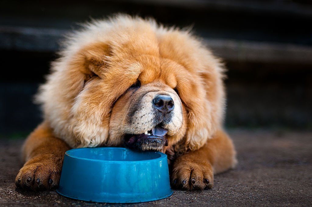 what makes a dog stop eating and drinking