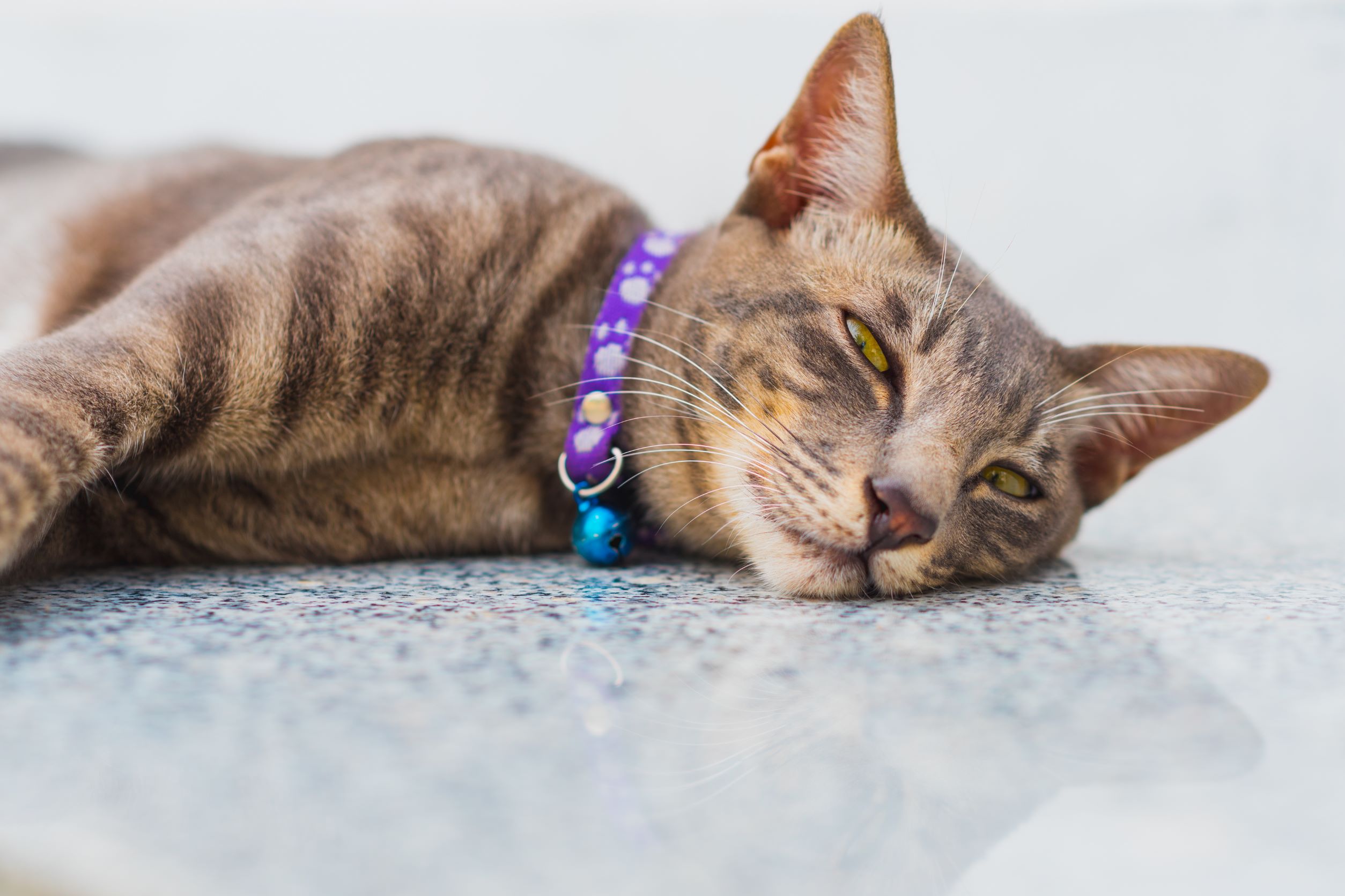 How To Find The Best Cat Collar