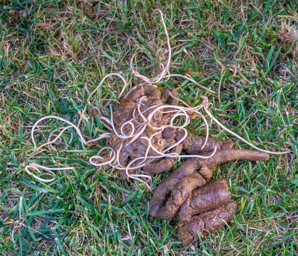 Pictures of Worms in Dog Poop