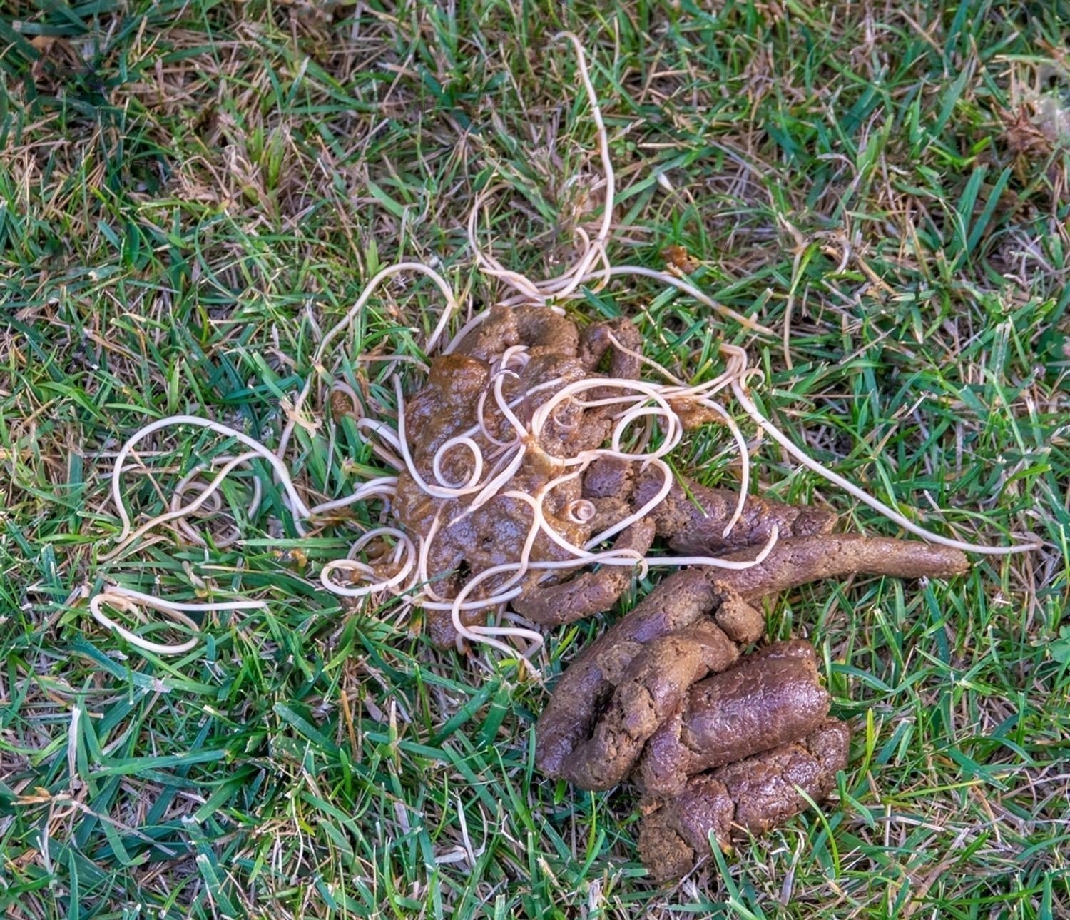 white pin shaped worms in dog poop