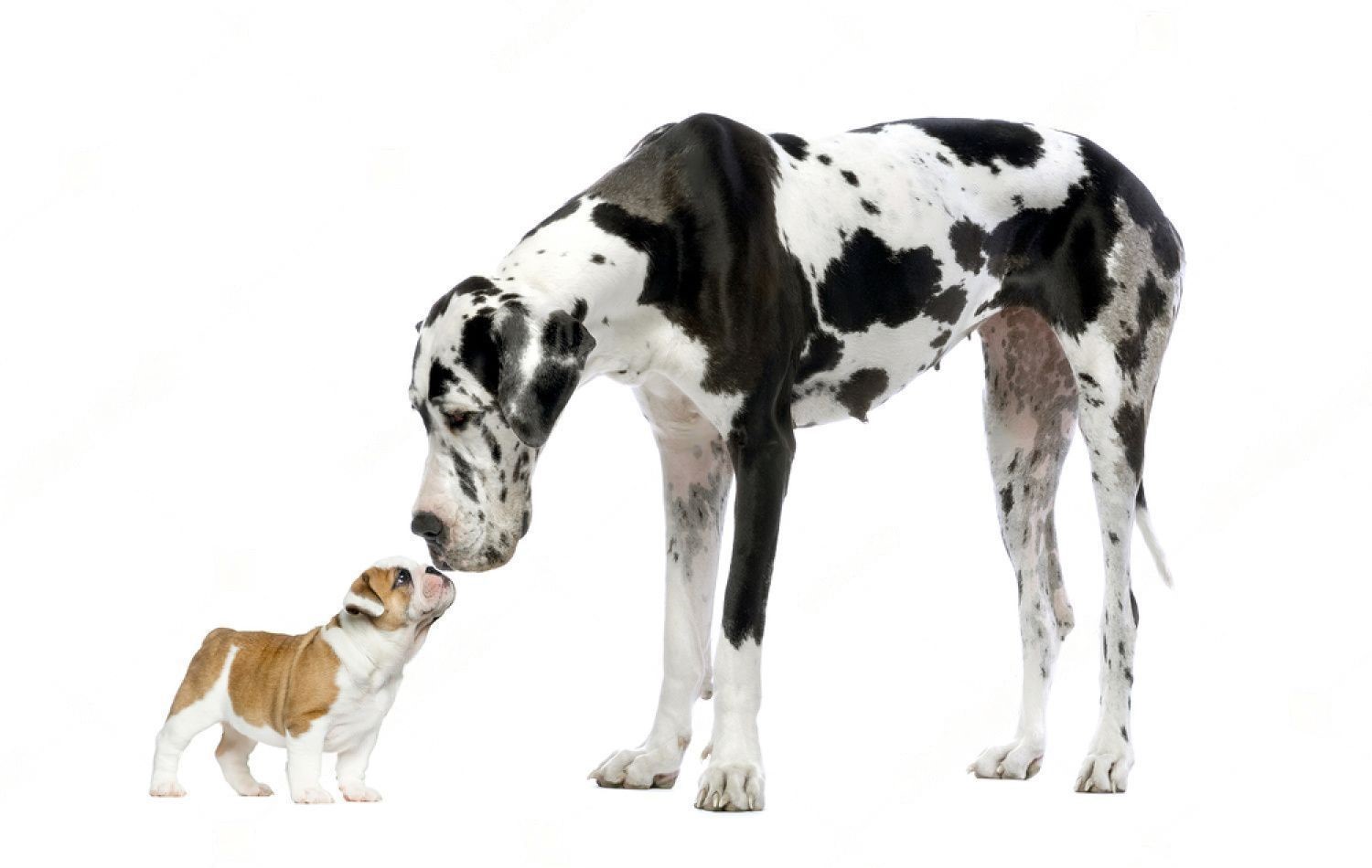 Reasons Why Big Dogs are Nicer Than Small Dogs