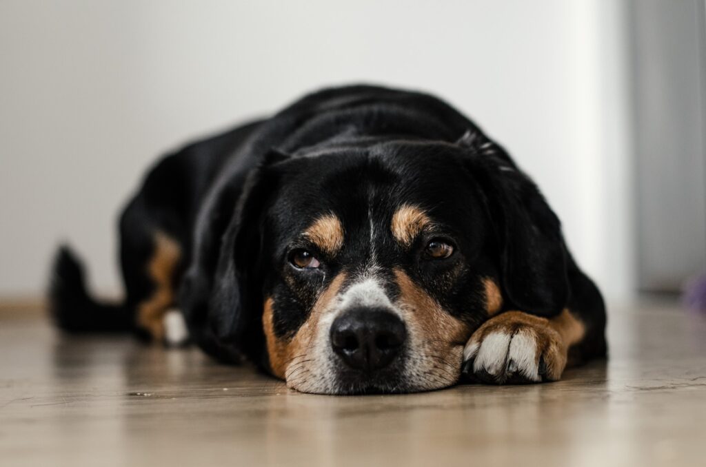 Why Does My Dog Hide Under the Couch? Petsmartgo