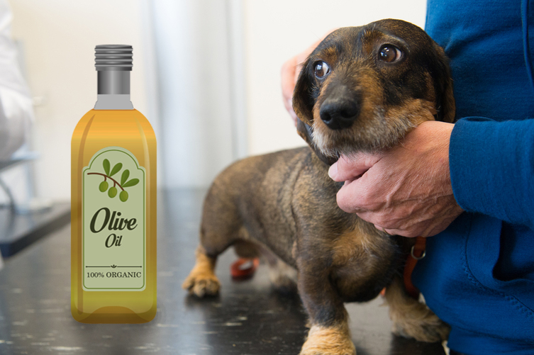 Is Olive Safe for Dogs?