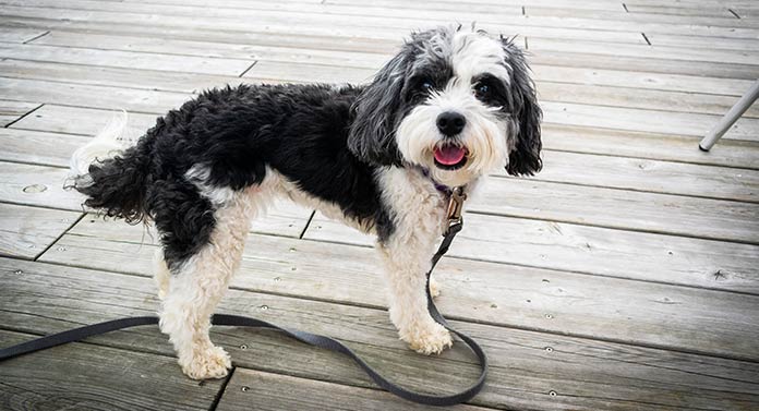 Bearded Collie Poodle Mix