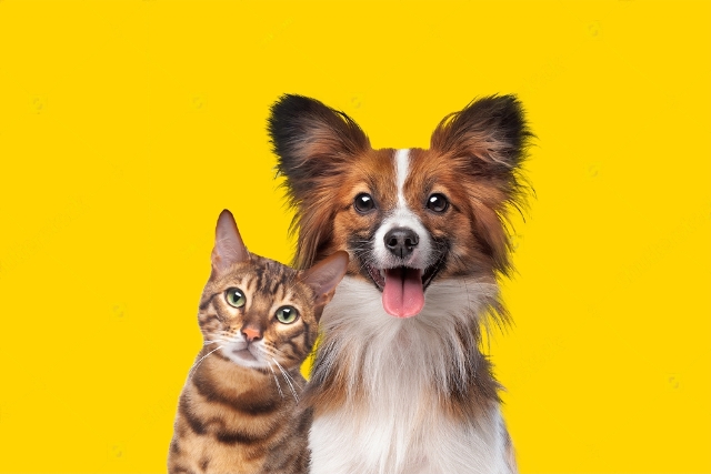 Can Dog and Cat Breed