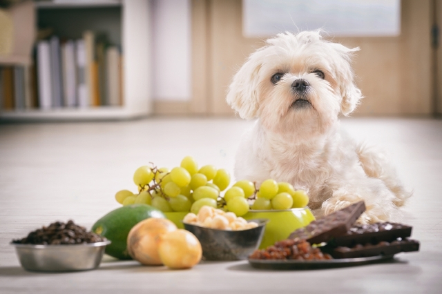 can dogs eat fruit