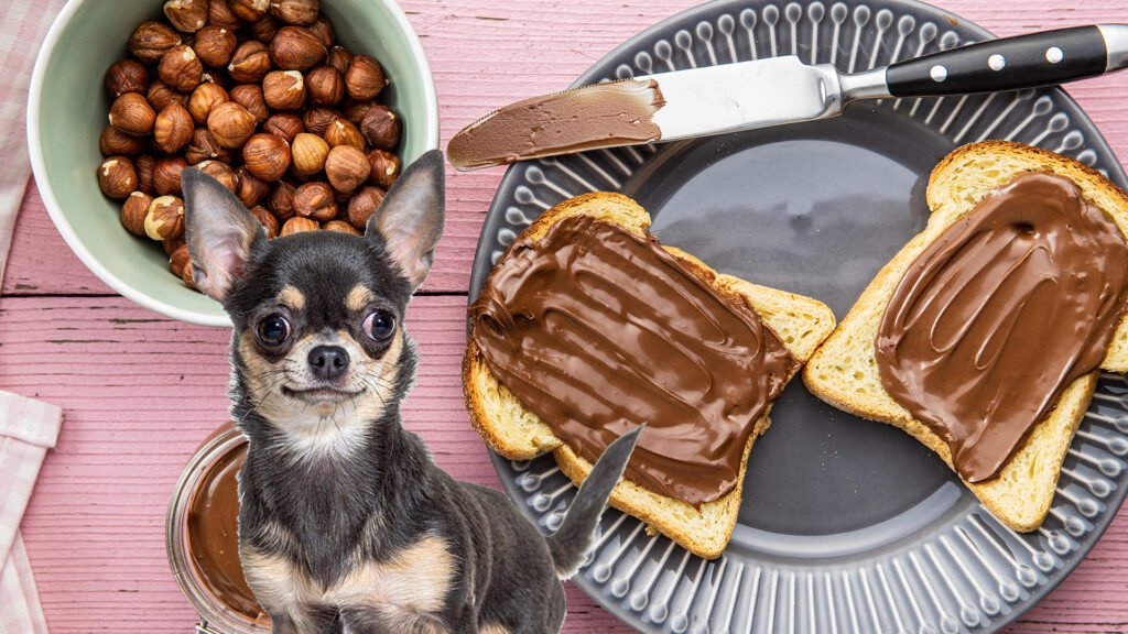 can dogs eat nutella