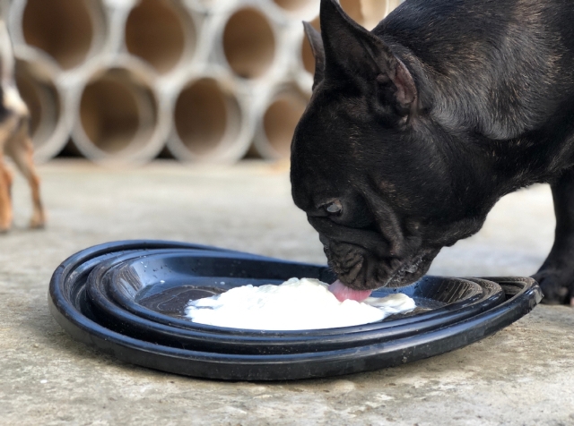 Can Dogs Eat Yogurt