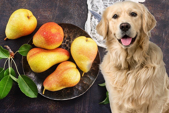 can dogs eat golden berries